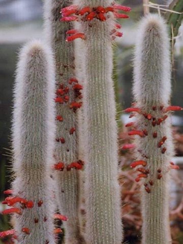 cleisocactus_hyalacanthus